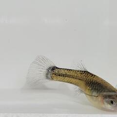 AQUAブルー(青)　国産グッピーの画像