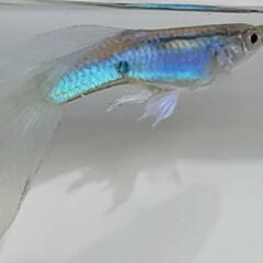 AQUAブルー(青)　国産グッピーの画像
