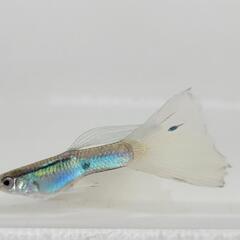 AQUAブルー(青)　国産グッピーの画像