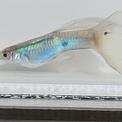 AQUAブルー(青)　国産グッピーの画像