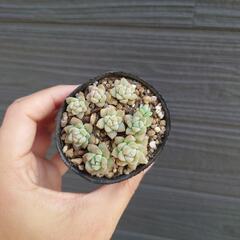 多肉植物　プロリフィカ　プロリフェラ