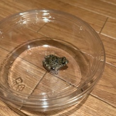 ヌマガエル1匹からの画像