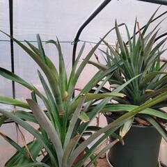 今、人気の😁  🍍パイナップル苗栽培の画像