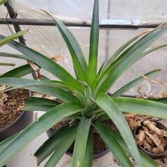 今、人気の😁  🍍パイナップル苗栽培の画像