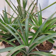 今、人気の😁  🍍パイナップル苗栽培の画像