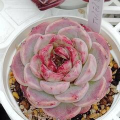 4/27㈰　三木マルシェ　多肉植物販売　多肉のぱた屋の画像