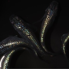 🐟ネプチューン🐟1ペア