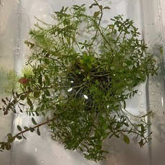 アヌビアスナナプチ多数　侘び草　流木の画像