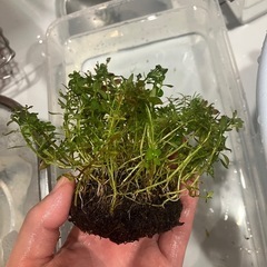 アヌビアスナナプチ多数　侘び草　流木の画像