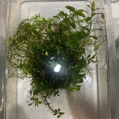 アヌビアスナナプチ多数　侘び草　流木の画像