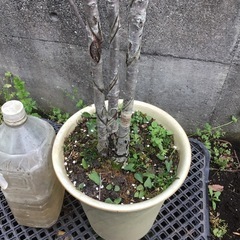 カマツカ　１００センチの画像
