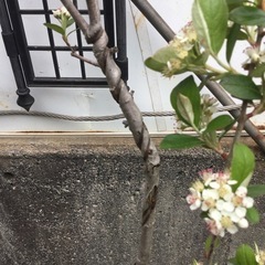 カマツカ　１００センチの画像