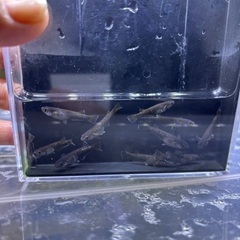 メダカ　オランジェ幼魚の画像