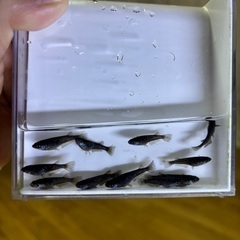 メダカ　オランジェ幼魚