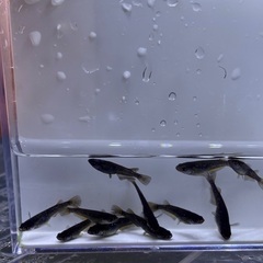 メダカ　オランジェ幼魚の画像