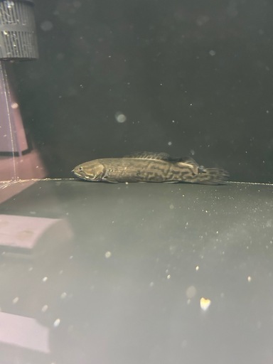 熱帯魚　アミアカルヴァ