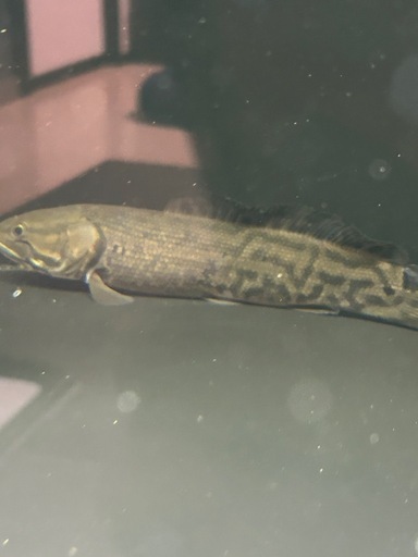 熱帯魚　アミアカルヴァ