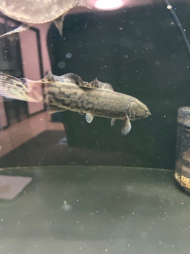 熱帯魚　アミアカルヴァ