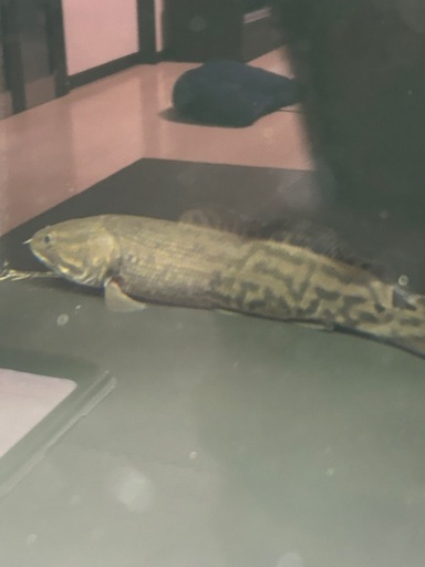 熱帯魚　アミアカルヴァ