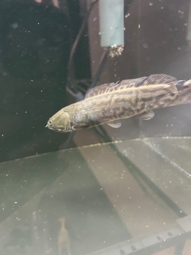 熱帯魚　アミアカルヴァ