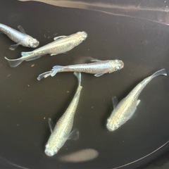 ★針子８🐟★　マリアージュキッシングワイドフィン・８匹の画像