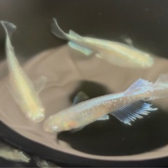 ★針子８🐟★　マリアージュキッシングワイドフィン・８匹の画像