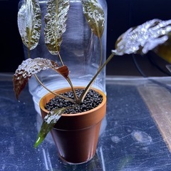 クリプトコリネ　アフィニス　鉢植え