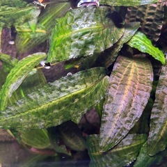 クリプトコリネ　アフィニス　鉢植えの画像