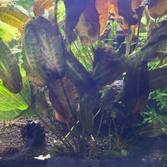 クリプトコリネ　アフィニス　鉢植えの画像