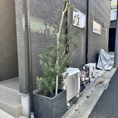 オリーブの木
