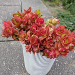 多肉植物火祭り