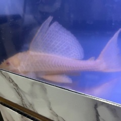 30センチほど熱帯魚　アルビノセルフィンプレコ