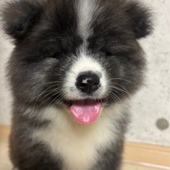 最終価格　秋田犬　仔犬　15万