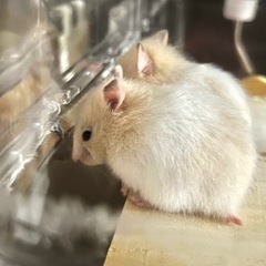 ゴールデンハムスター♀里親募集
