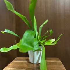 コウモリラン