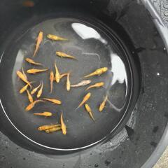 オレンジブチメダカ