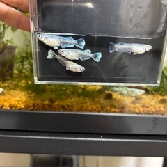 〜お話し中〜メダカ　グラディオの画像