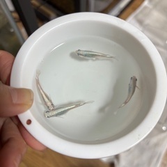 〜お話し中〜メダカ　グラディオ