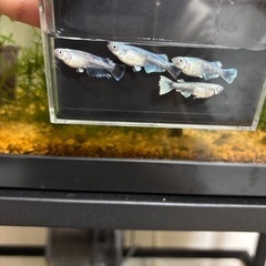 〜お話し中〜メダカ　グラディオの画像