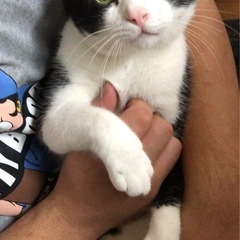 ハチワレの男の子