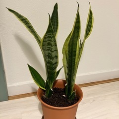 サンセベリア 譲ります