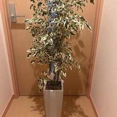 ニトリ購入　フェイクグリーン（ベンジャミン）高さ110cm 美品
