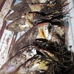 4/24  16:30〜日没まで　タケノコ掘りに来ませんか？の画像