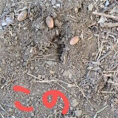 4/24  16:30〜日没まで　タケノコ掘りに来ませんか？