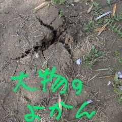 4/24  16:30〜日没まで　タケノコ掘りに来ませんか？の画像