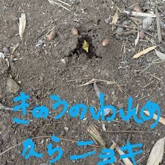 4/24  16:30〜日没まで　タケノコ掘りに来ませんか？の画像