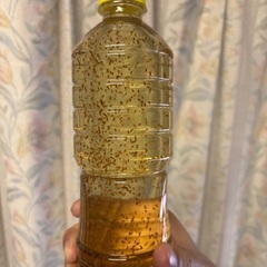 【増量中】オオミジンコ　300円