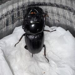 オオクワガタ（SR）能勢国産1ペア ♂74♀45 (たくお) 豊能の