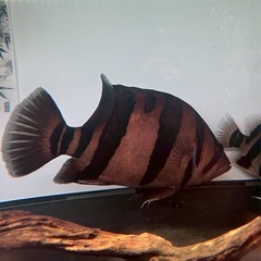 本ダトニオ リアルバンド 剥製本物 熱帯魚 魚 大型魚