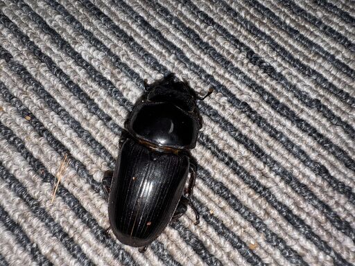 オオクワガタ（SR）能勢国産1ペア ♂74♀45 (たくお) 豊能の